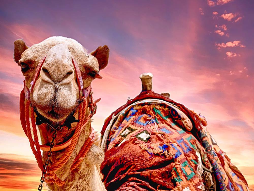 Camel Ride Through Red Valley